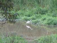 Ouro Branco - Ouro Branco-MG-Garça no Lago Soledade-Foto:CarlosMagnooliveira