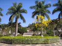Paiva - Foto da Praça Central Proximo à Prefeitura com um Ipê amarelo e Palmeiras, Por ANTONIO JOSE DE PAIVA MELO