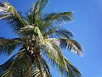Anagé - Cocos nucifera por Lucas C Marinho
