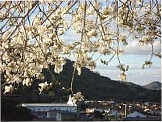 cidade de Andorinha