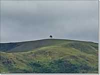 Pimenta - Árvore solitária na montanha em Pimenta-Foto:(º_º)-Aender (Arcos-…
