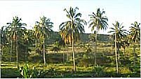 Coqueiral em Ant�nio Gon�alves-Foto:Antonio Gabriel R
