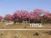Pompéu - Ipês no trevo de acesso em Pompéu-FotoAlécio74