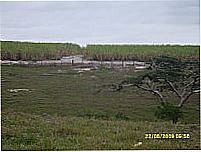canavial regi�o fazenda das pedras por jmdf