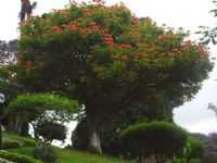 Santo Antônio do Aventureiro - , Por pinguim