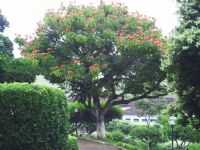 Santo Antônio do Aventureiro - Por pinguim
