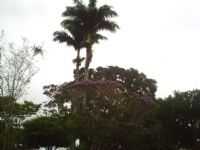 Santo Antônio do Aventureiro - palmeira imperial, Por pinguim
