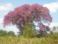 SAPUCAIA, Por RIO PRETO