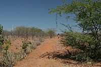 Barra do Tarrachil - Caminho na caatinga por Charles Northrup