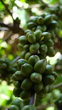 Batinga - Café - produto da região, Por Paulo T Santos