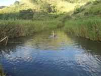 Batinga - Batinga-BA-Rio Umburana-Foto:Adelson Ferrer