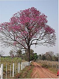 Ip� Roxo por Danielle Alvarenga
