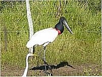 Tuiuiu,ave s�mbolo do Pantanal-Foto:Altemiro Olinto Cris�[Panoramio]