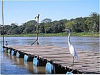 Garça no Trapiche em Corumbá-Foto:Venicius