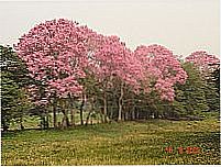 Ypês floridos em Corumbá-Foto:Juvenal Coelho Ribei…