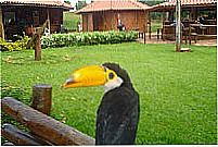 Tucano - Parque Municipal de Costa Rica-Foto:Juvenal Coelho Ribei…