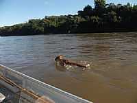 Coxim - Onça Parda atravessando o Rio Taquari em Coxim-MS-Foto:soninha britez