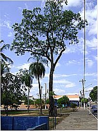P� de cedro do Zacaria Mour�o hist�rico em Coxim-Foto:Hermes Peixoto [Panoramio]