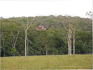 cidade de Jabuti