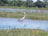 Barão de Melgaço - pantanal b.m, Por rodrigo closs