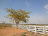 Barra do Garças - Barra do Garças-MT-Jacarandá-Árvore Nobre do Cerrado-Foto:Pe. Edinisio Pereira…