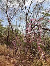 Barra do Garças - Barra do Garças-MT-Primavera na Serra do Roncador-Foto:Pe. Edinisio Pereira…