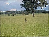 Ema na Serra do Roncador em Barra do Gar�as-Foto:Rafael Jos� Rorato