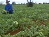 Confresa - Plantaçao de Melancia(confresa2009), Por Valdson Tome