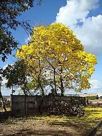 Guarantã do Norte - Guarantã do Norte-MT-Ipê amarelo florido-Foto:Gal dos Anjos
