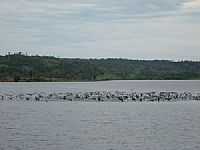 Juína - Revoada de Mergulhão no Lago em Juína-MT-Foto:elizeualmeidafesa