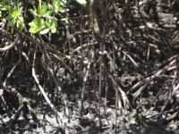 Cacha Pregos - Manguezal, onde tem muito Caranguejo, Por Flávia Santos