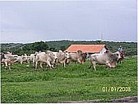 Touros-Foto:Marco Antunes