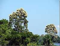 Oriximiná - Rio Trombetas