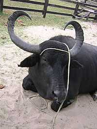 Soure - Soure-PA-Búfalo amestrado na Fazenda Bom Jesus-Foto:niani
