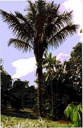 cidade de Tucum�