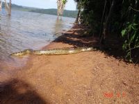 preserve a natureza lago de tucuruí, Por EVANDRO V. FEPE