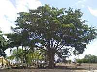 Arara - Grande árvore no Sítio Volta de Baixo-Foto:Thiago PB