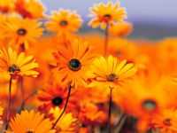 Ingá - flores d ingá, Por luiz