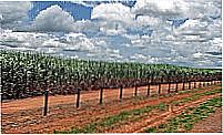PLANTIO DE CANA DA ALCOBR�S NO MUNICIPIO DE CAPIXABA=ACRE , por JEZAFLU=ACRE=BRASIL