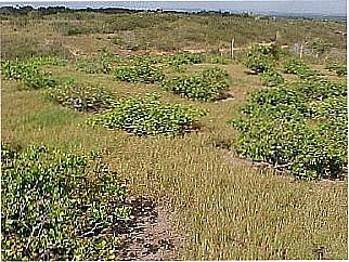cidade de Pedro R�gis