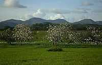 Altinho - Altinho-Foto:citybrazil