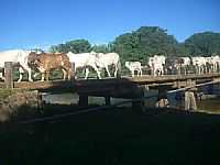 Cocos - Gado atravessando a ponte sobre o Rio Itaguari em Cocos-BA-Foto:Rômulo Henok