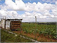 Planta��o de Tabaco-Foto:Zeolithe