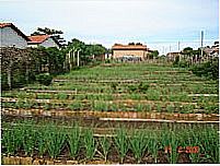 Horta Comunitária-Foto:EntreRios