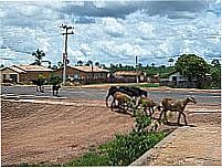 Animais nas ruas de Caxing�-Foto:Blog do Gil