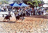 Vaquejada-Foto:muraldavila