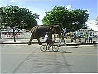 Imagem-Foto:rumoaosertao