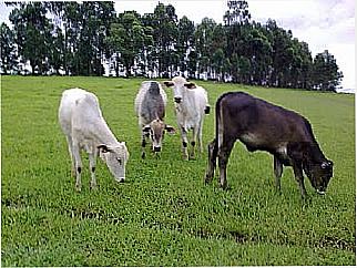 cidade de Alecrim
