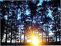Sol entre �rvores-Foto:M�rcio Greyck 