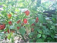plantio de pimenta , Por alzira